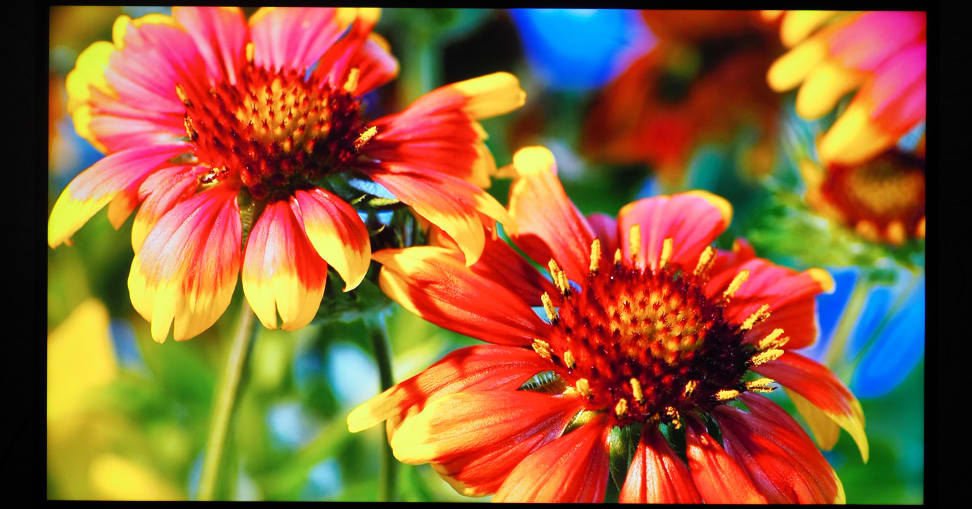 MA-flowers-wildflowers