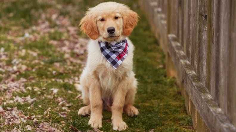 An image of a very cute puppy wearing a bandana.