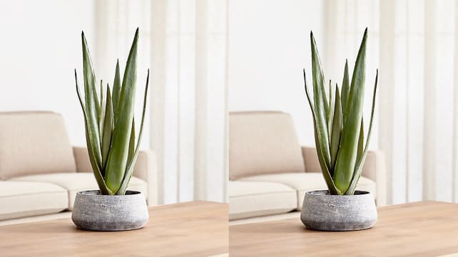 Crate and Barrel