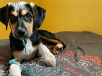 Mixed-breed puppy resting on a dog bed after doing a dog DNA test.