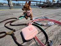 A small breed dog laying on wooden boardwalk surrounded by colorful hands-free leashes.