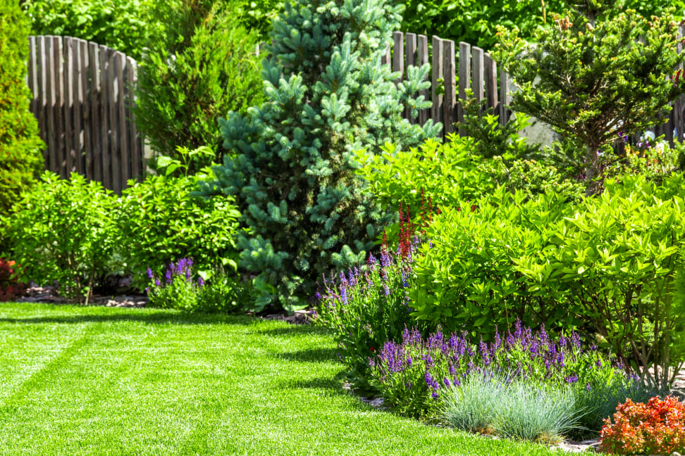 Lush garden in the sun