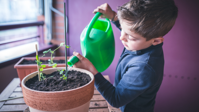 boy watering seedling