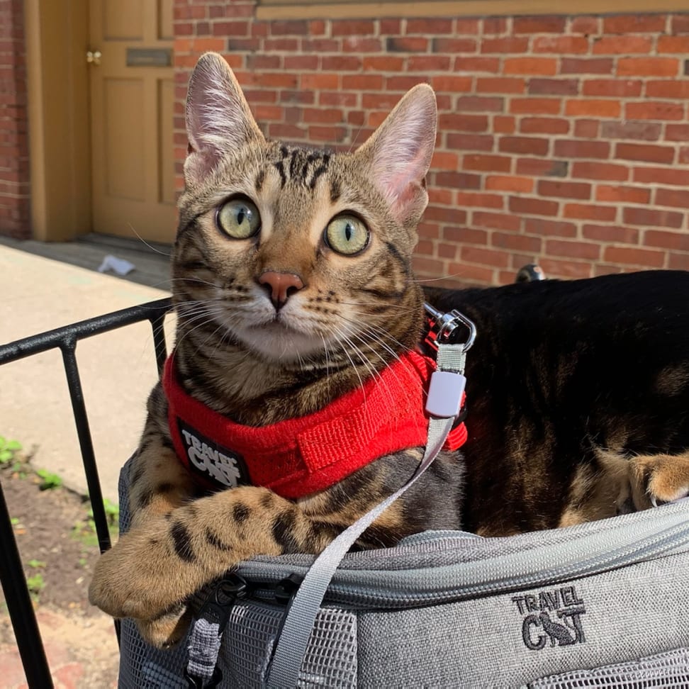 6 Best Cat Harnesses of 2023 - Reviewed
