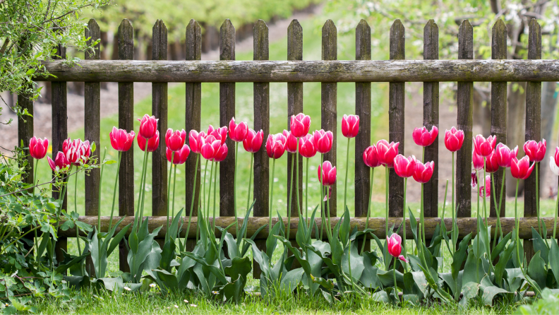 Red tulips growing along a fence