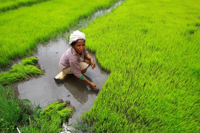 Woman Harvesting Rice