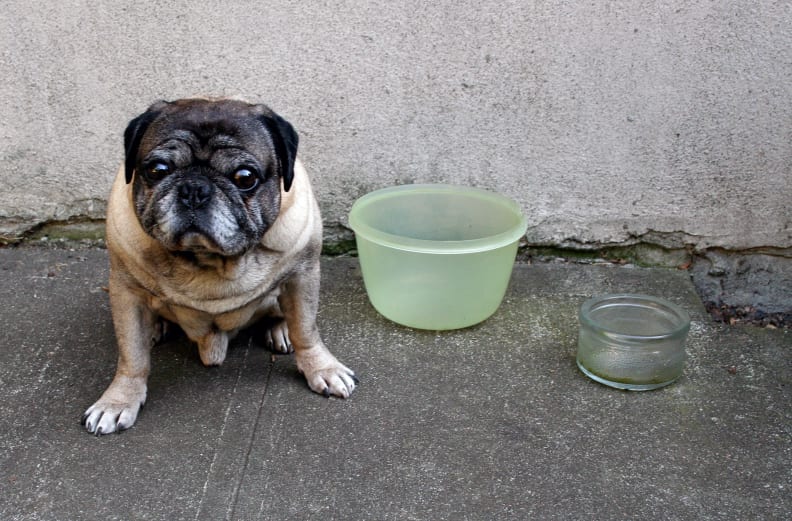 Pug and Tupperware