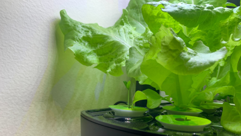 Large lettuce leaves billow from the hydroponic garden, below them, tomato shoots emerge from their pods.
