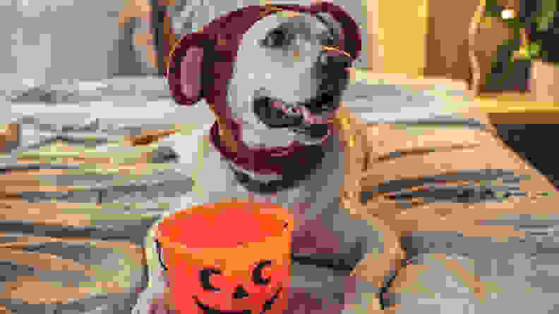 doghalloween