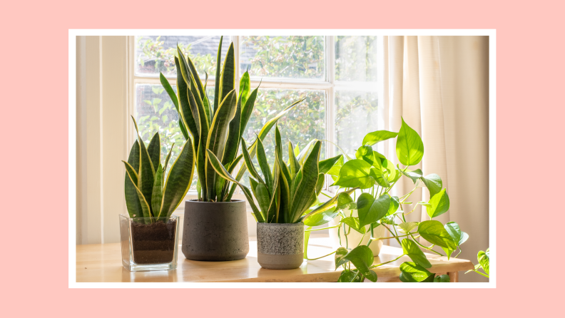 Assorted potted plants sitting on table in front of sunny window inside of home.