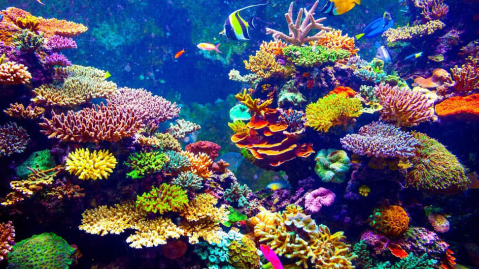 Colorful coral reefs with fish