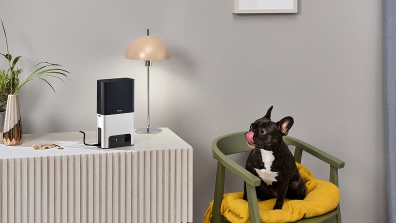 French bulldog waiting for a treat from the Petcube Bites 2