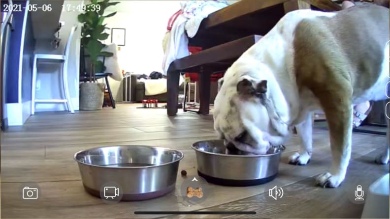 The view from a pet camera of an English Bulldog eating food.