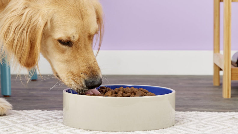 You'll want to choose bowls that are the right size for your foster animal.