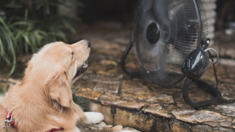 Fan