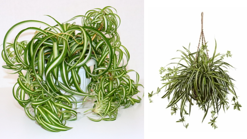 On the left, a real spider plant with lots of overgrowth. On the right, a spider plant in a plant hanger.