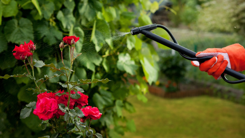 Person spraying water on a rose bush