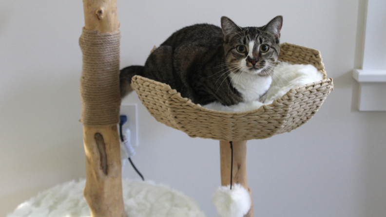 A small tan, brown and white tabby cat sits inside of plush bed on the lower level of a whicker and wood cat tower in front of white wall.