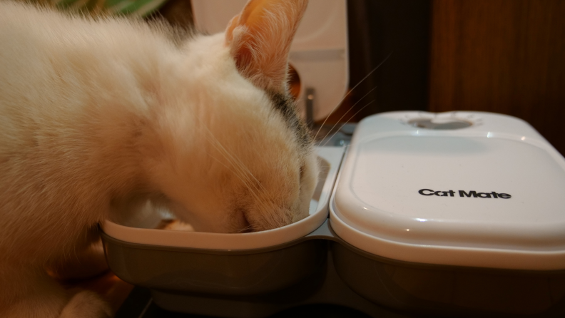 cat using Cat Mate feeder