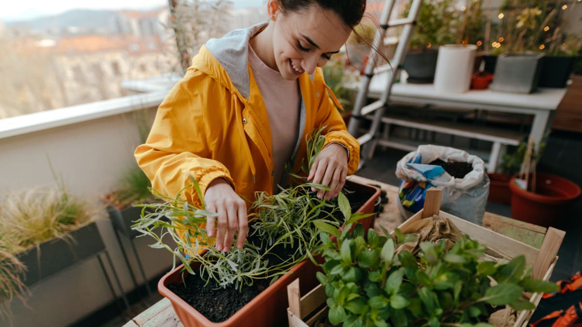 How To Grow A Container Garden Reviewed Home Garden