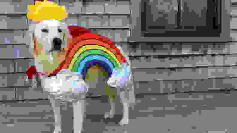 dog in rainbow costume