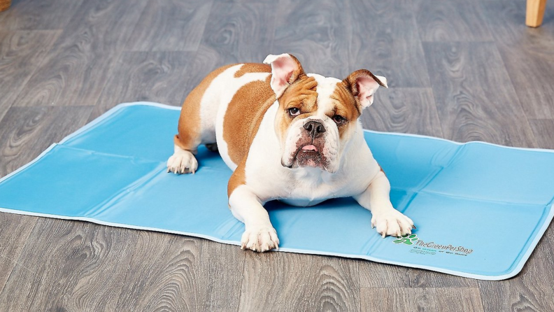 Your pets will be glad to have this mat during the dog days of summer.