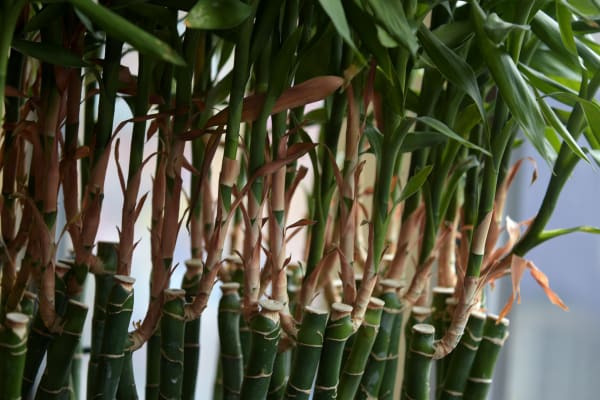 Hey, it's bamboo! Our office is full of it.