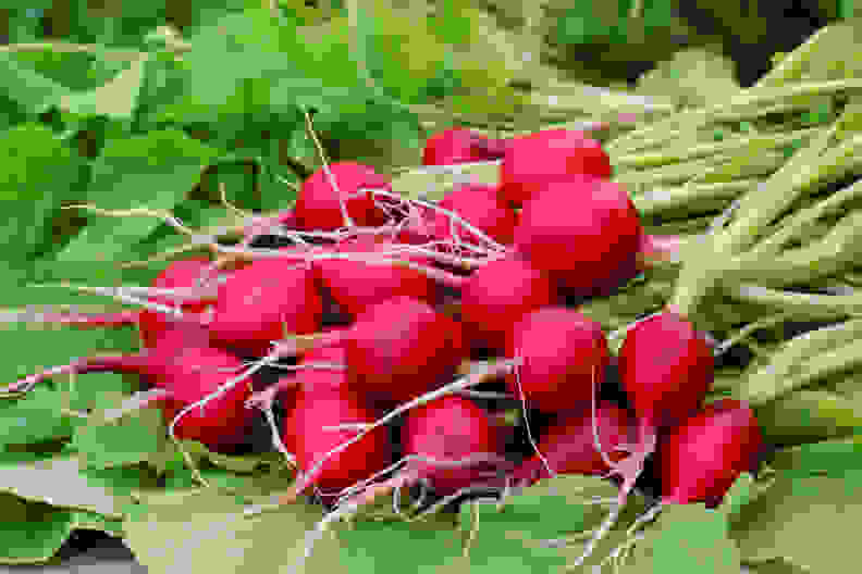 Fresh radishes with tops closeup. Round red roots.