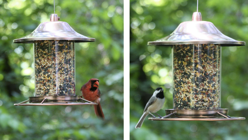 Two images of birds easting from hanging feeder