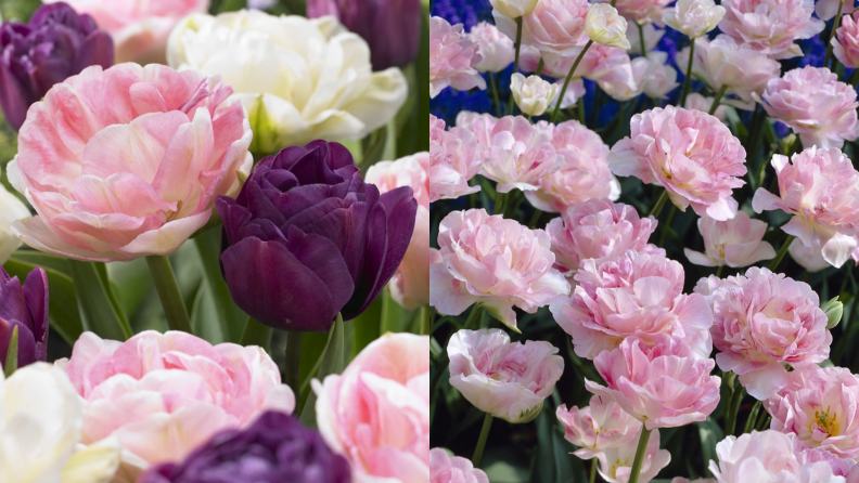 Peony tulips