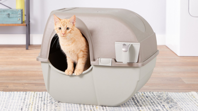 An orange cat peeks out of a window in the hooded Omega Paw litter box that sits in a bare living room
