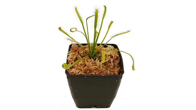 The Cape Sundew carnivorous plant