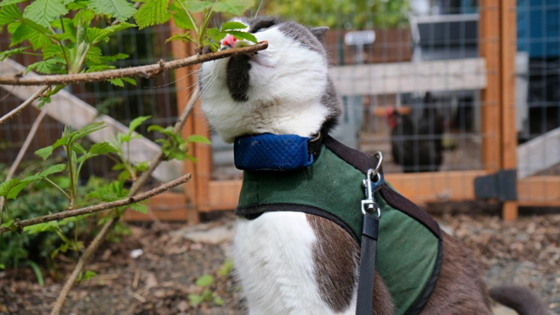 A cat munching on a branch.