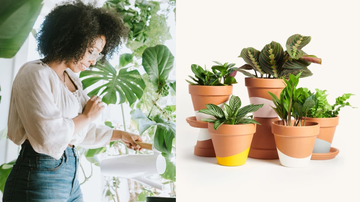 Horti review: A plant subscription service for beginners - Reviewed