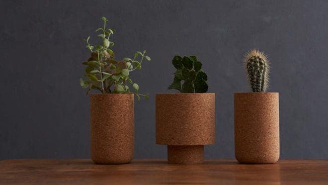Succulents growing from corks.