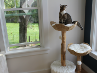 Small tan, brown and white tabby cat sits perched atop a whicker and wood cat tower inside of plush bed in corner of residential home.