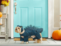 一只穿着恐龙服装的狗站在门前