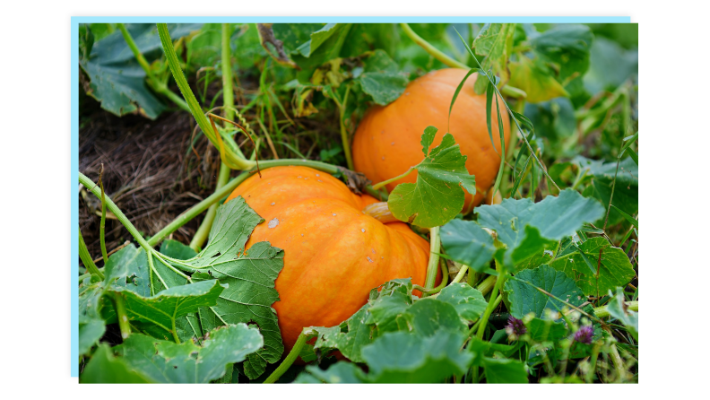 A pumpkin batch.