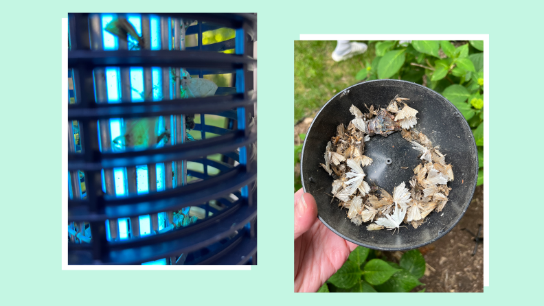 On left, voltage lamp on the inside of the bug zapper. On right, person holding dead bugs inside of collection tray from bug zapper.