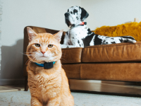 An orange tabby cat wearing a Fi Mini collar sits in the foreground while a Dalmatian lounges on a leather couch in the background.