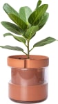 Product image of Phoenix Vine 8-Inch Self-Watering Planter