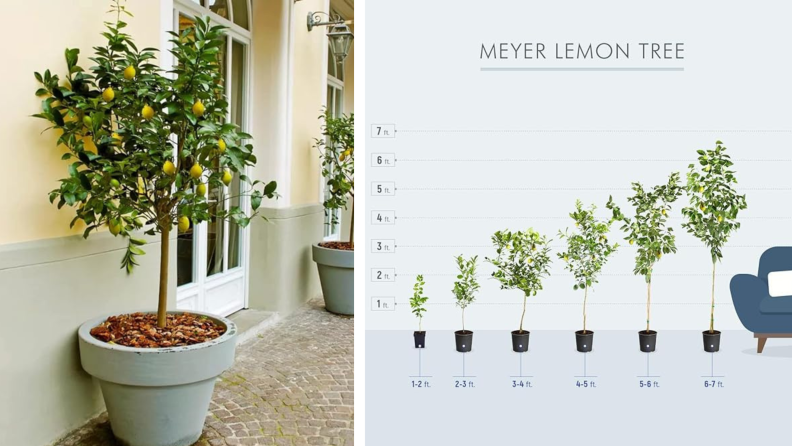 Brighter blooms meyer lemon tree next to a height chart of a lemon tree