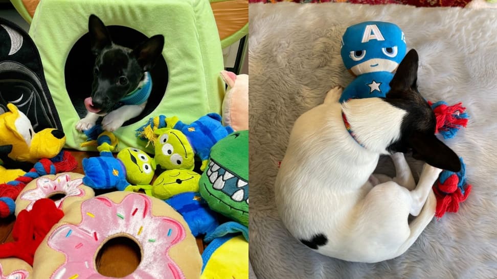 Left: Cash amongst all his Disney x Chewy Toys; Right: Cash cuddling with Captain America toy