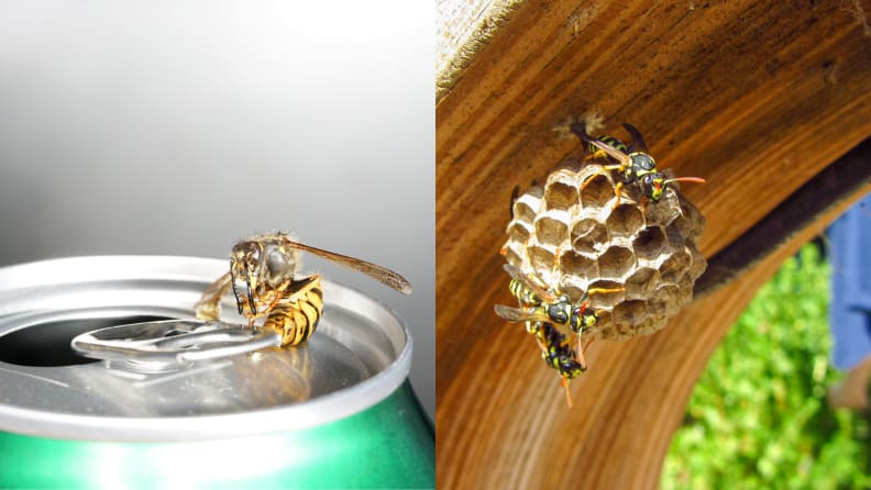 soda and hive