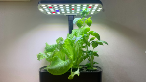 The AeroGarden Harvest 2.0 appears on the edge of a desk, with lettuce and basil growing in it.