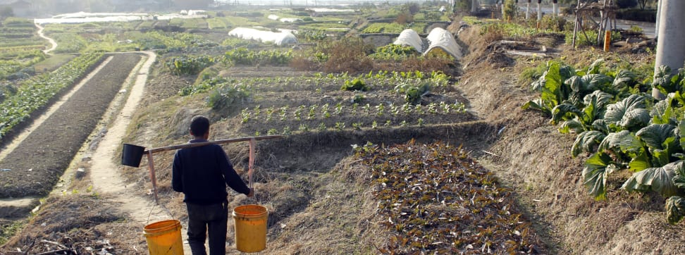 A Chinese farm.