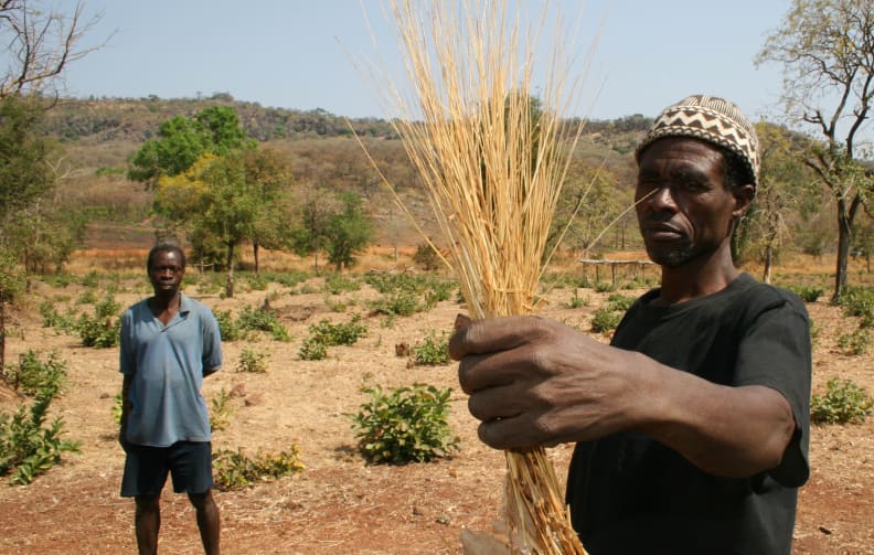 A West African villager holding a bushel of fonio.
