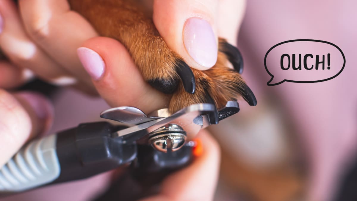 Do Vets Cut Dog's Nails: Essential Grooming Insights