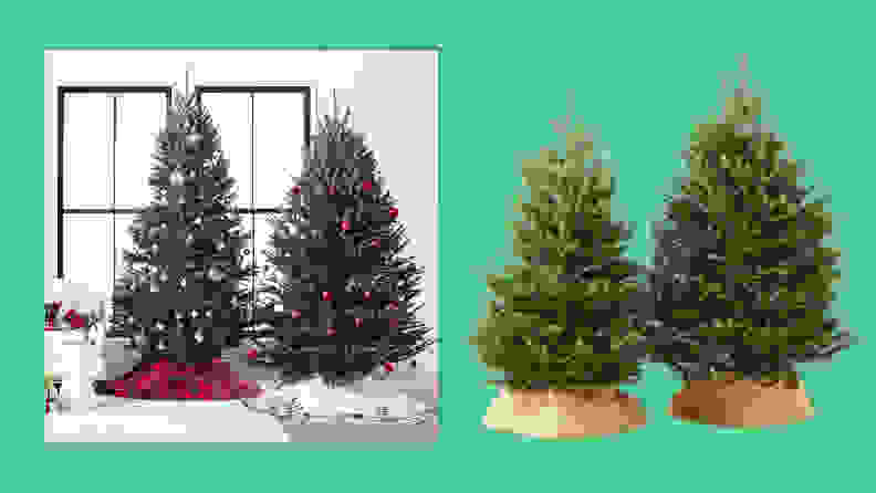 Live Blue Ridge Mountain Christmas Tree on green background.