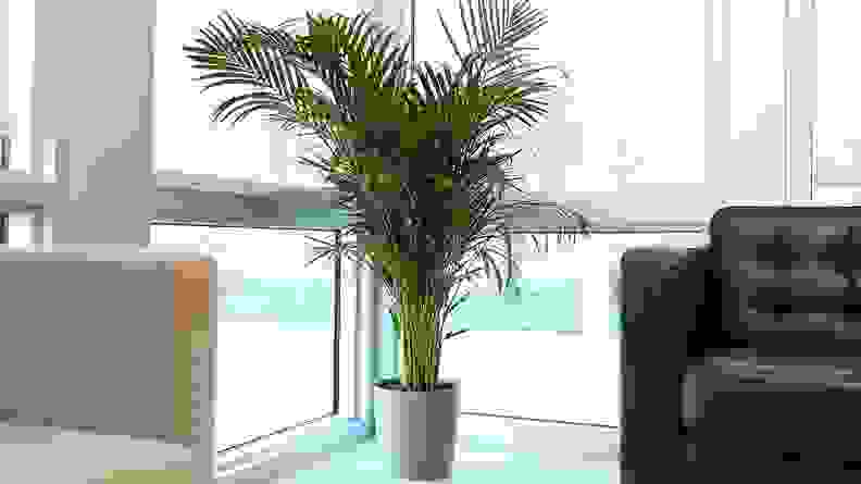 Palm Plant